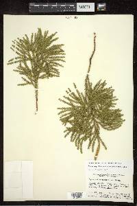 Dendrolycopodium dendroideum image