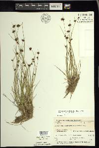 Rhynchospora capitellata image