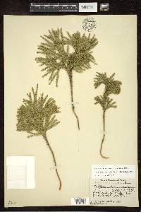 Dendrolycopodium dendroideum image