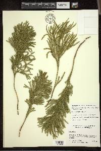 Dendrolycopodium hickeyi image