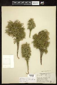 Dendrolycopodium dendroideum image