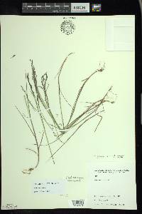 Poa nemoralis image