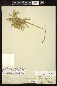 Dendrolycopodium dendroideum image