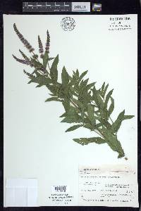 Mentha spicata image