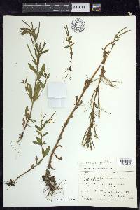 Epilobium ciliatum subsp. glandulosum image