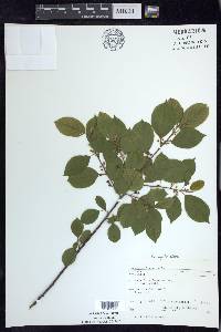 Frangula alnus image