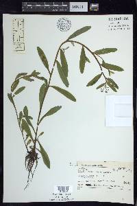 Myosotis laxa image