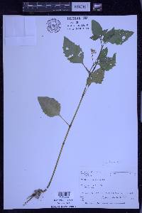 Solanum ptychanthum image