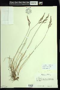 Poa glauca subsp. glauca image