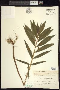 Lysimachia thyrsiflora image