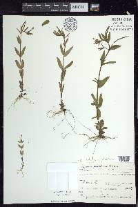 Epilobium ciliatum subsp. glandulosum image