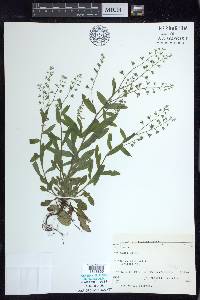 Myosotis sylvatica image