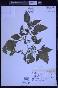 Solanum ptychanthum image