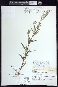 Epilobium leptophyllum image