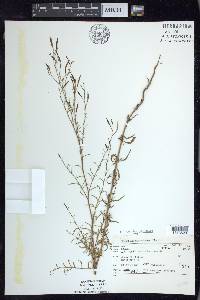 Epilobium brachycarpum image