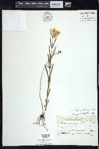 Lysimachia quadriflora image