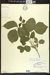 Toxicodendron rydbergii image