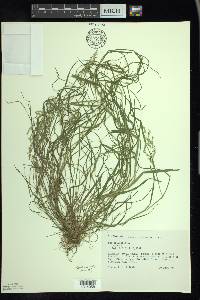 Poa trivialis image