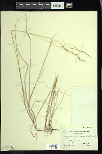 Schizachne purpurascens image