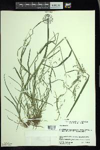 Poa trivialis image