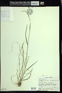 Poa saltuensis image