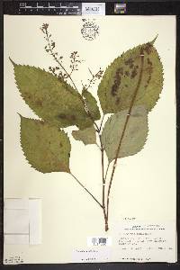 Collinsonia canadensis image