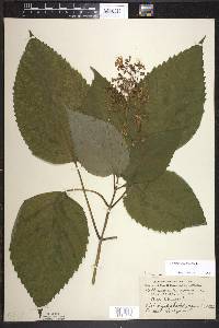 Collinsonia canadensis image