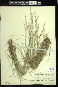 Schizachne purpurascens image