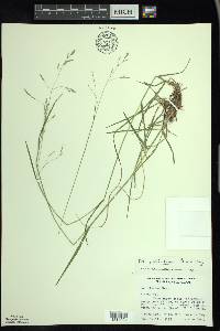 Poa saltuensis image