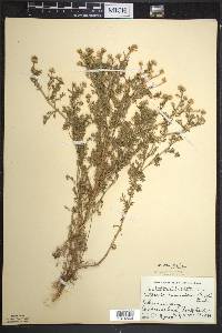 Matricaria discoidea image