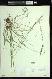 Schizachne purpurascens image