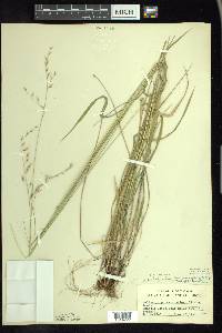 Schizachne purpurascens image