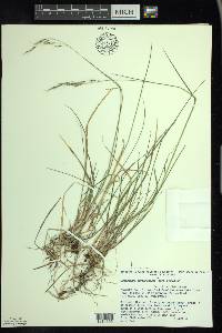 Schizachne purpurascens image