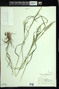 Poa trivialis image