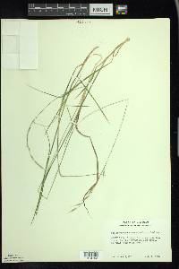 Schizachne purpurascens image