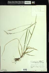 Schizachne purpurascens image