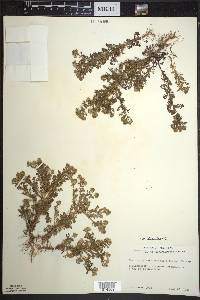 Matricaria discoidea image