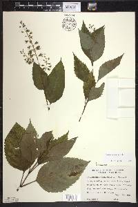 Collinsonia canadensis image