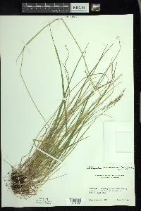 Schizachne purpurascens image