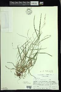 Poa saltuensis image