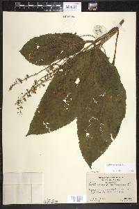 Collinsonia canadensis image