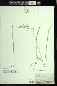 Schizachne purpurascens image