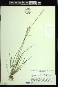 Poa saltuensis image