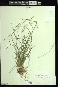 Poa saltuensis image