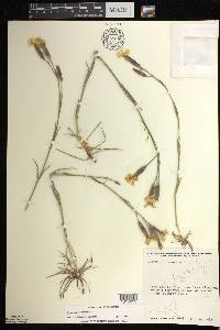 Dianthus plumarius image