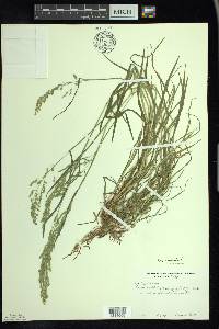 Poa trivialis image