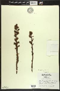 Hypopitys monotropa image