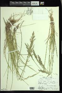 Poa arida image