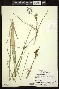 Scheuchzeria palustris image