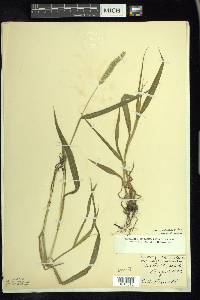 Setaria verticillata image